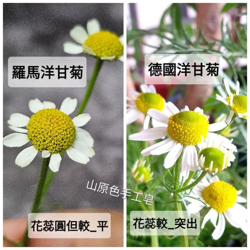 新-德國洋甘菊02