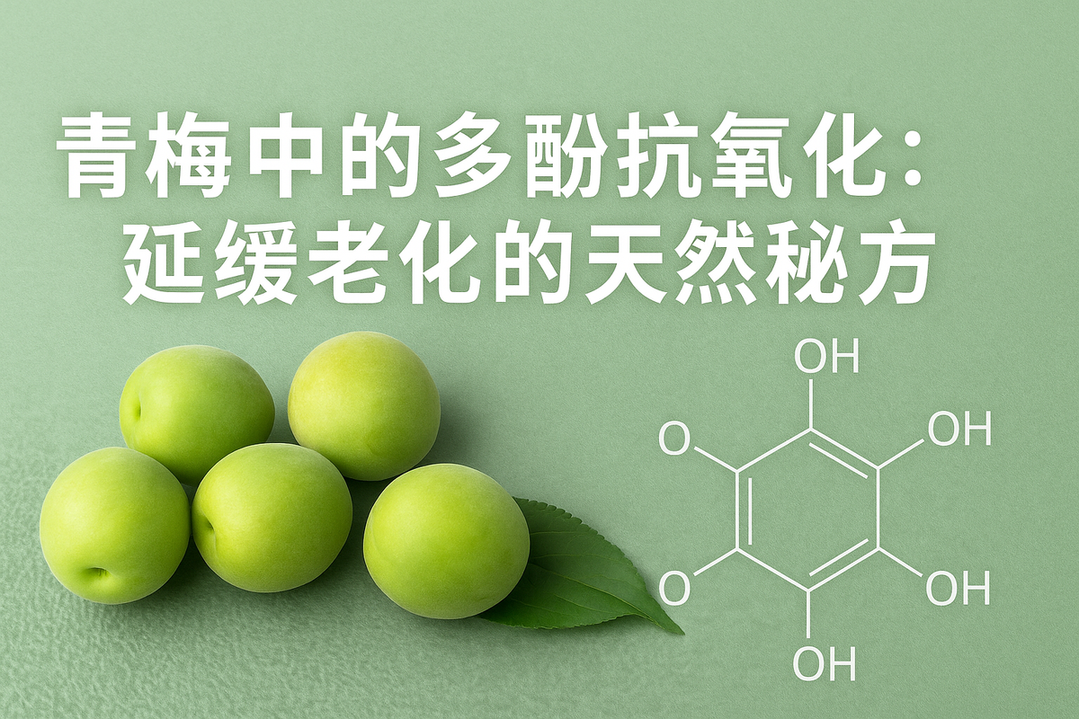 青梅中的多酚抗氧化:延緩老化的天然秘方