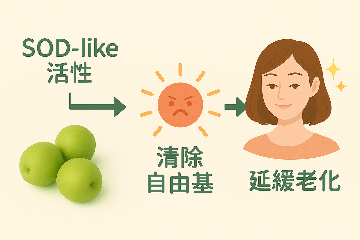 SOD-like活性如何清除自由基、延緩老化、維持年輕