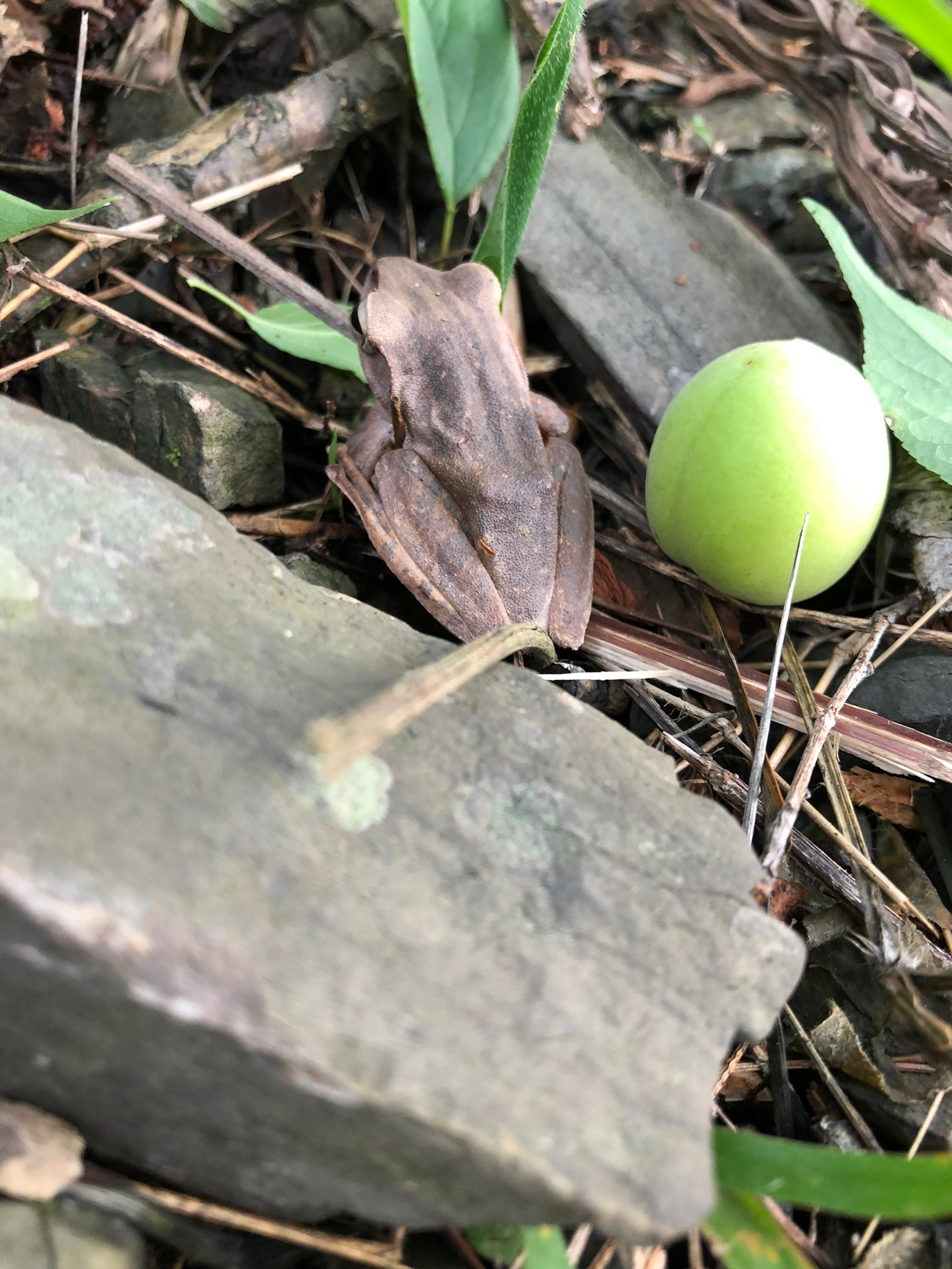 梅山春-擁有天然保護色的樹蛙