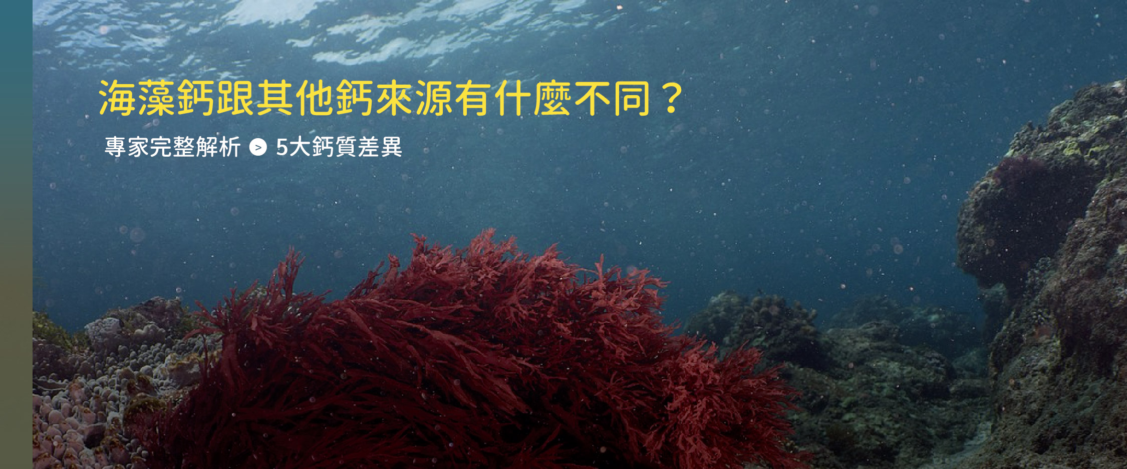 海藻鈣跟其他鈣來源有什麼不同？專家完整解析 5 大鈣質差異