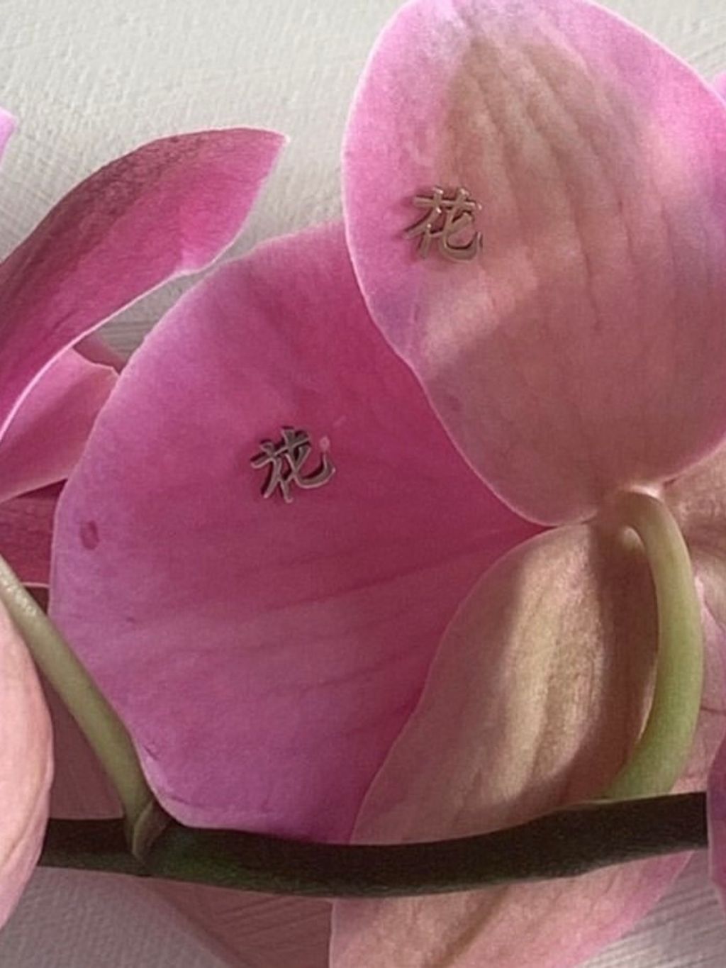 image_8D532334-8306-4DC7-8D08-A10546BE77D6_1758655383