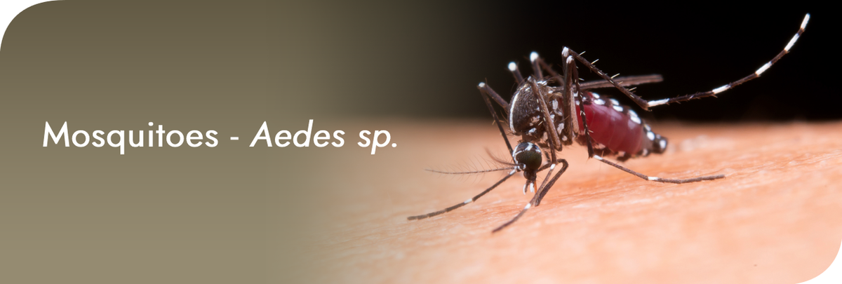 Mosquitoes - Aedes sp.