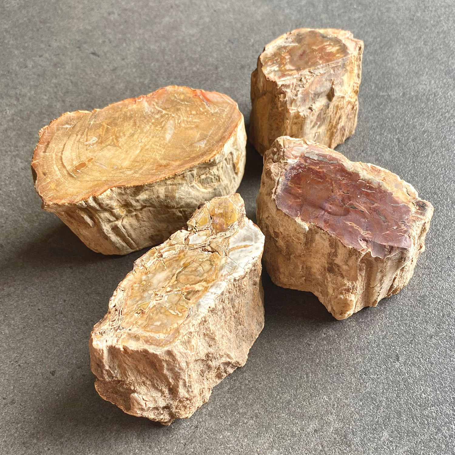 Petrified Wood raw - MEDIUM A