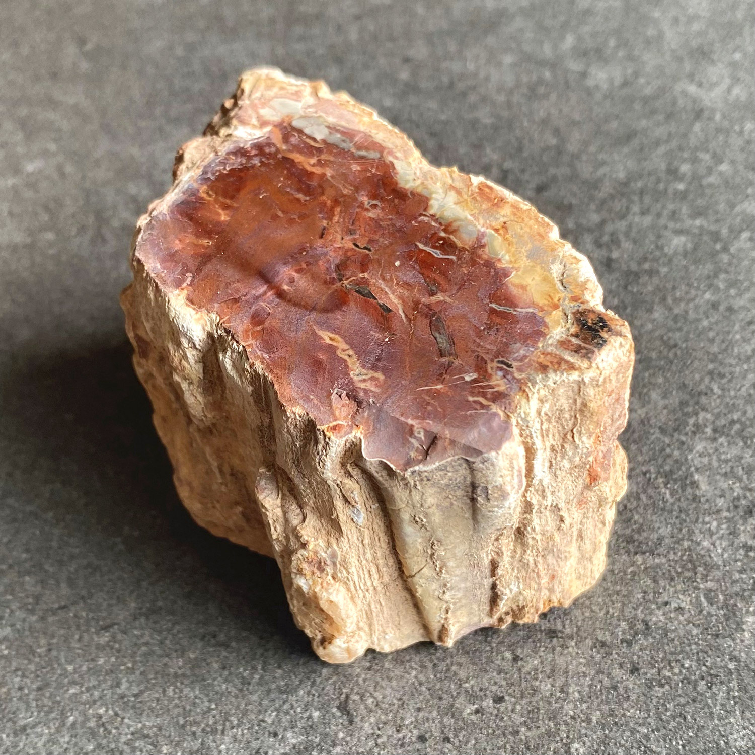 Petrified Wood raw - MEDIUM - no 3