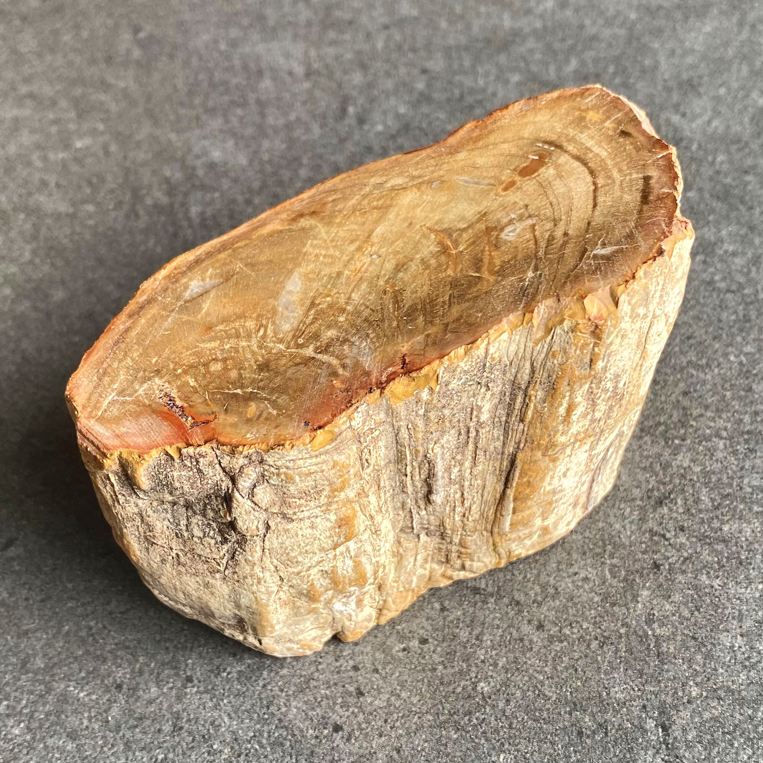 Petrified Wood raw - MEDIUM - no 1