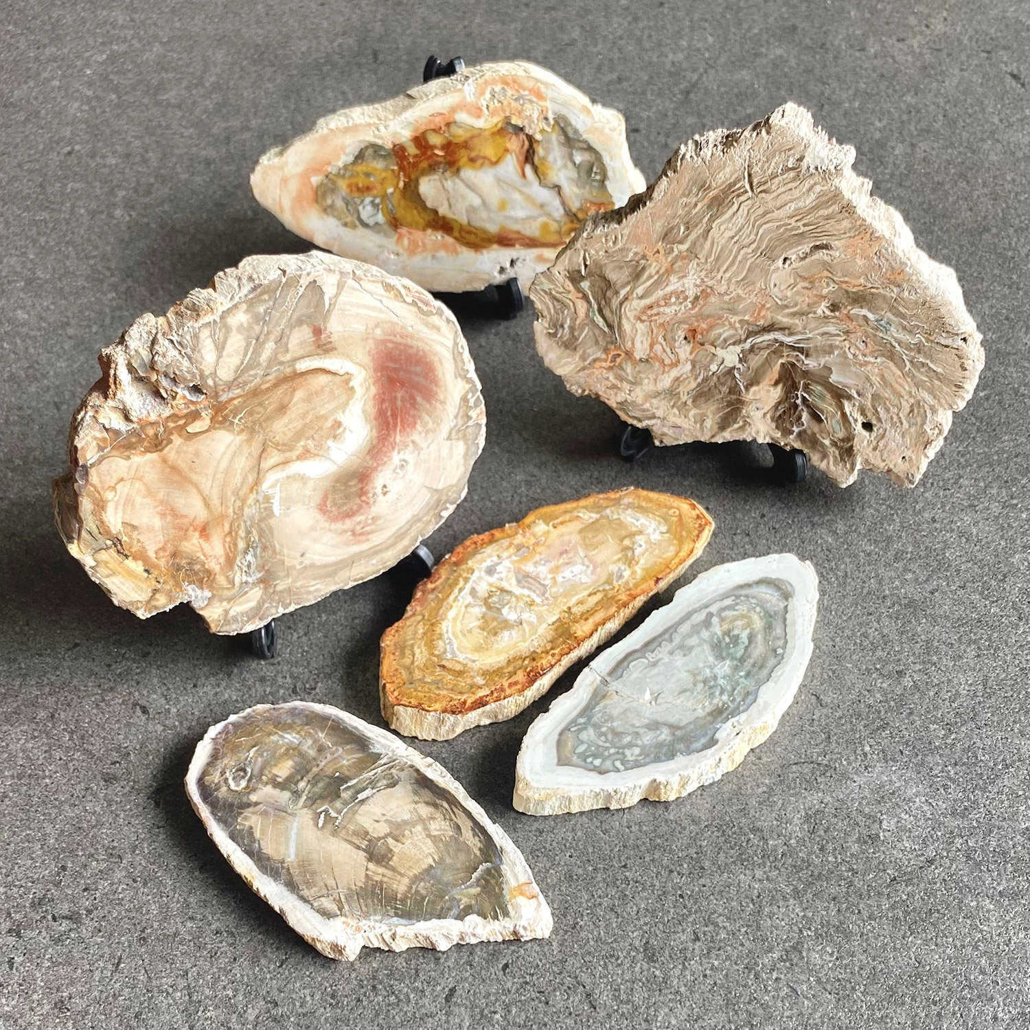 Petrified Wood raw - SMALL