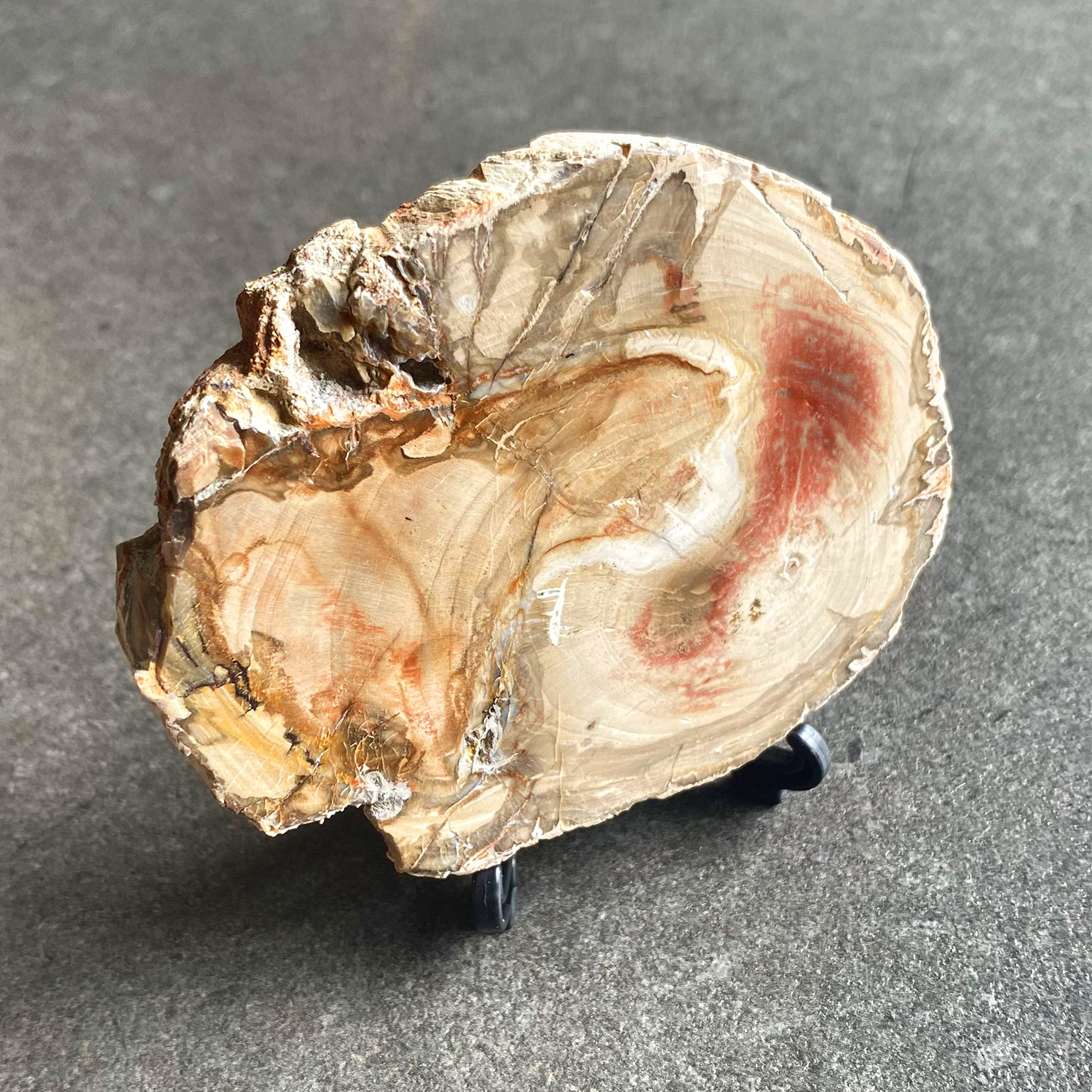 Petrified Wood raw - SMALL - no 2