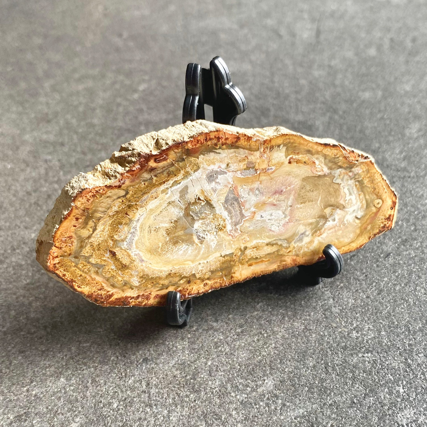 Petrified Wood raw - SMALL - no 4