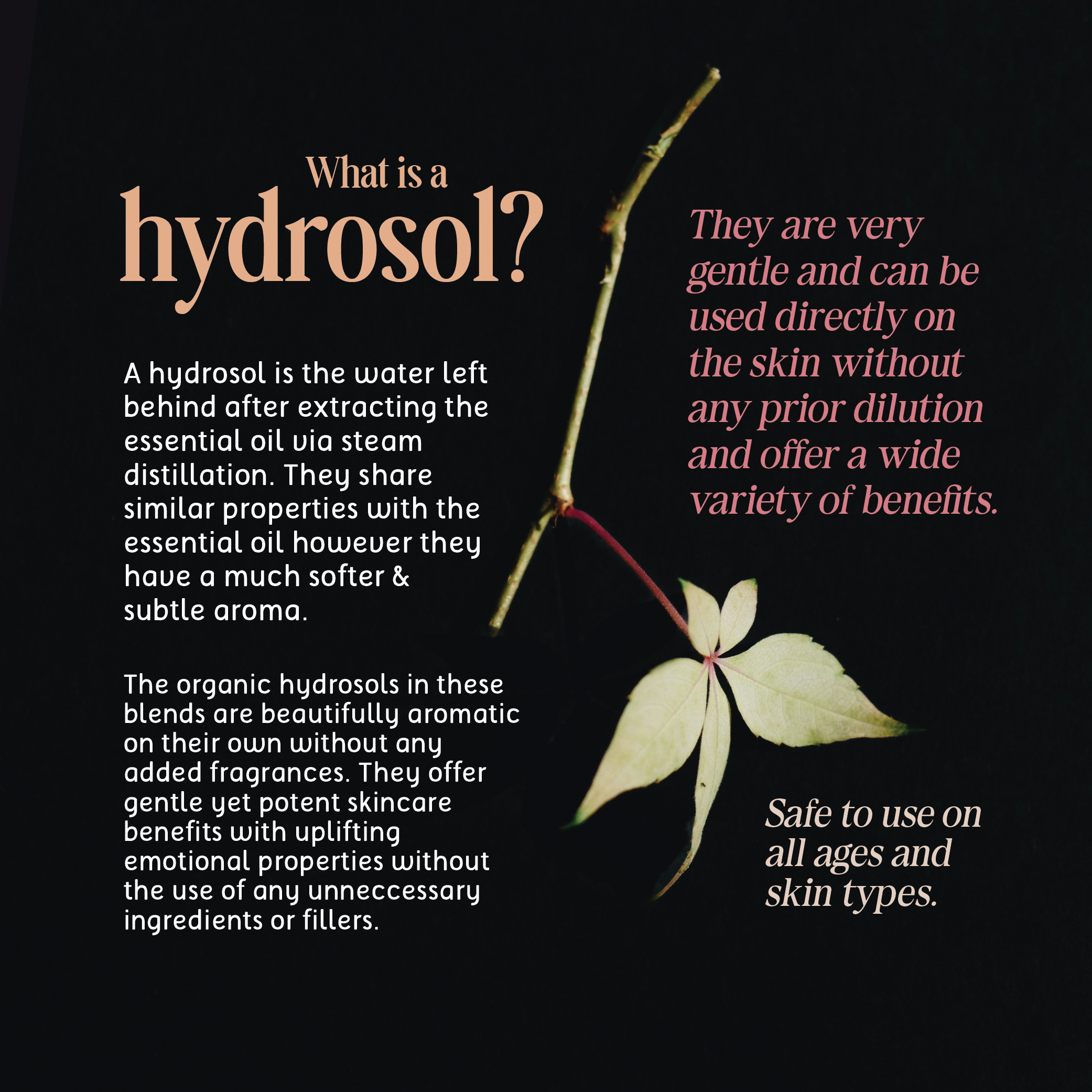 Rose Geranium Hydrosol - 2