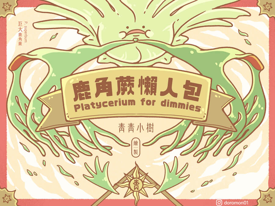 Platycerium_for_dimmies1