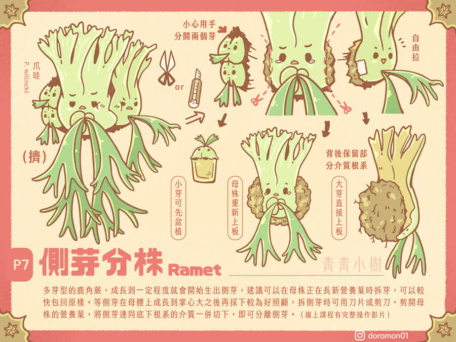 Platycerium_for_dimmies8