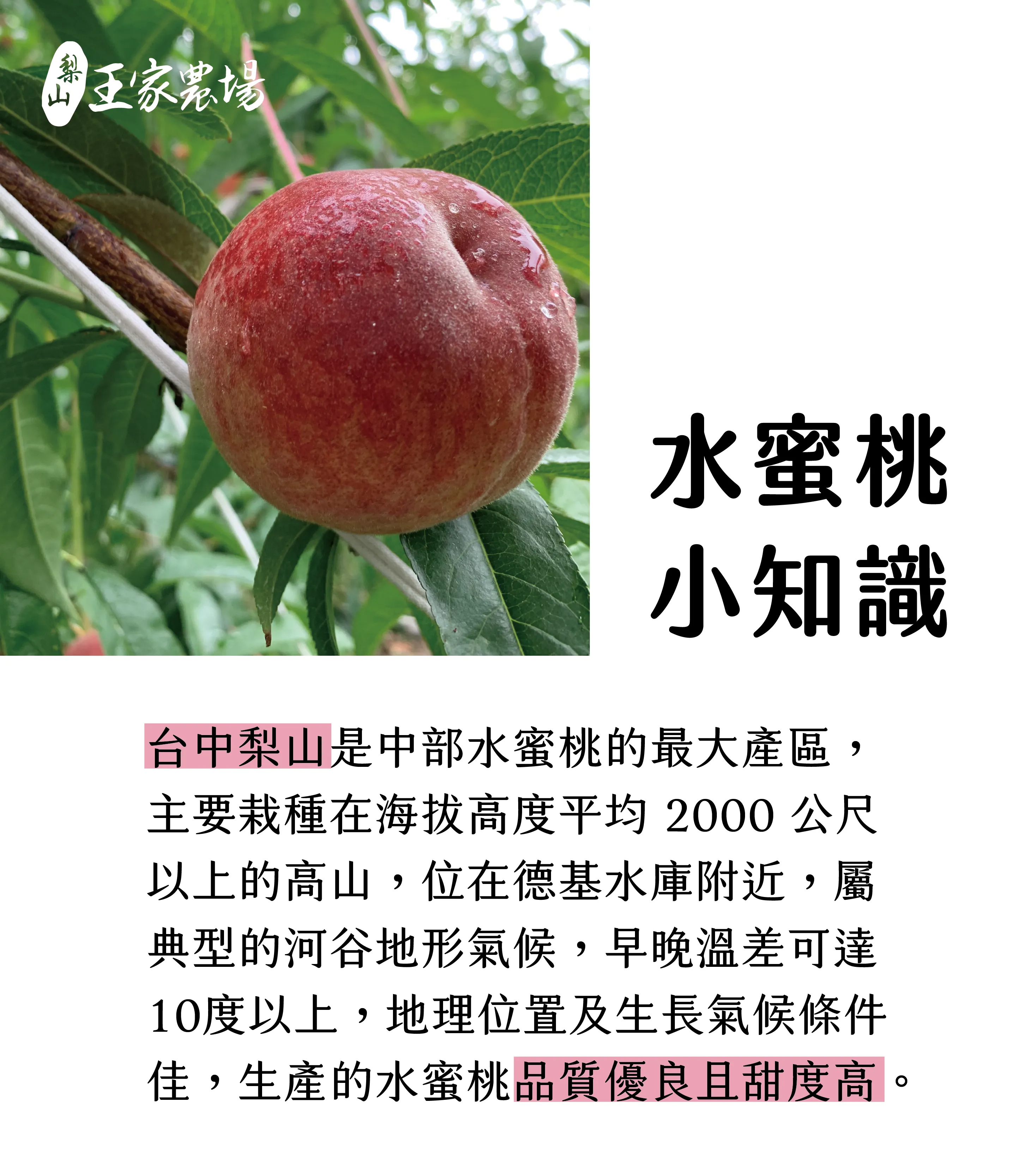 7月官網BN-2-水蜜桃_700x800_工作區域 1