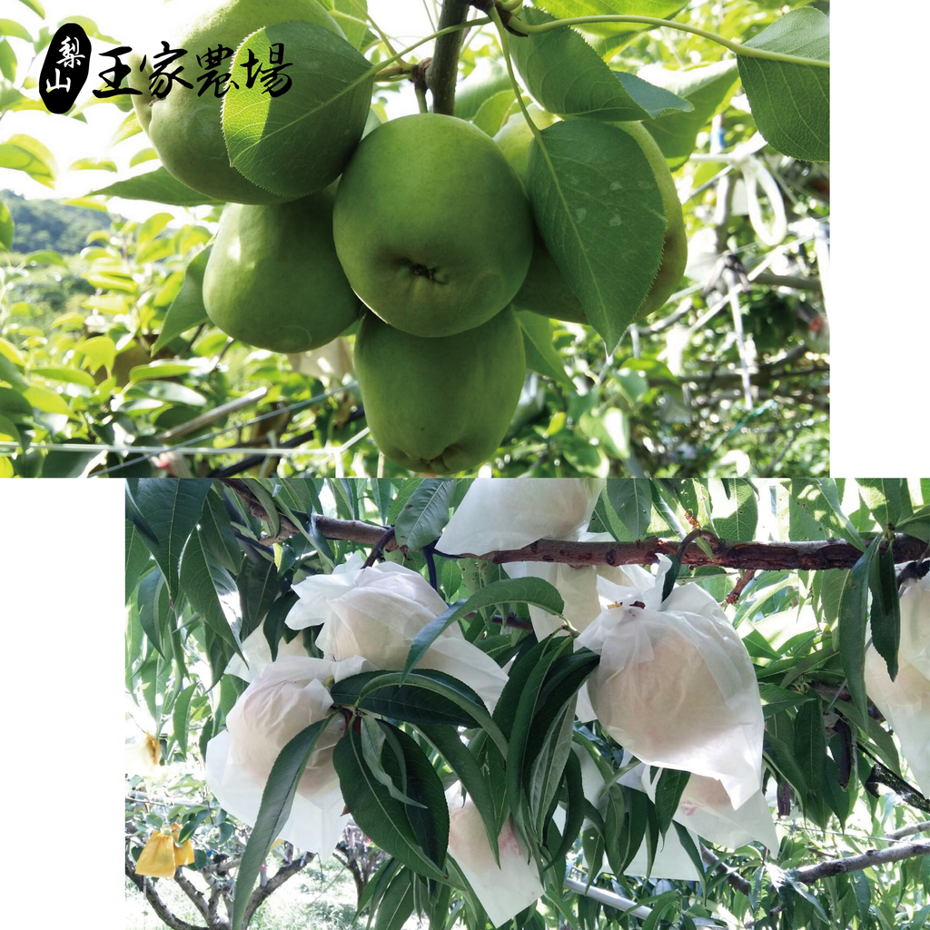 梨山馥梨產品圖-02