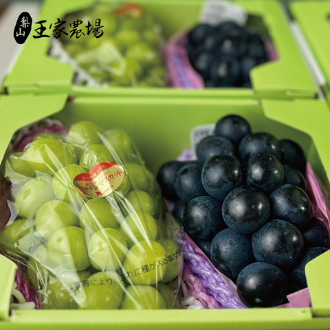 雙色葡萄組合_工作區域 1