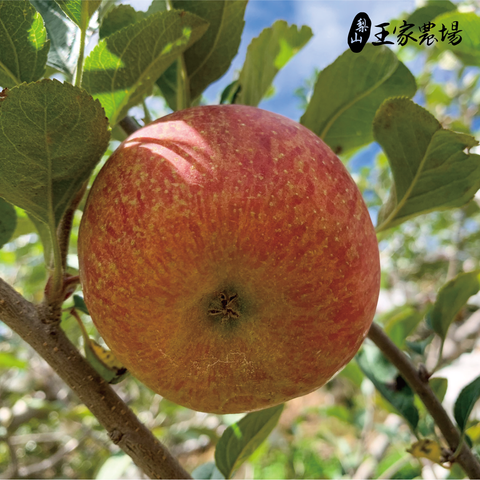 蜜蘋果產品圖-03