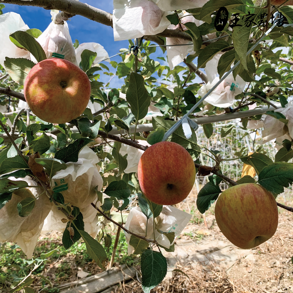 蜜蘋果產品圖-02
