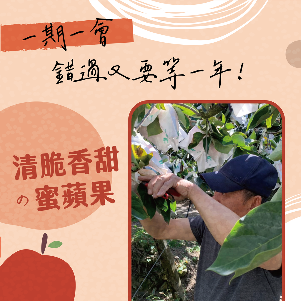 11月中蜜蘋果&甜柿廣告AA-04