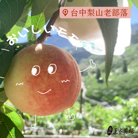 水蜜桃FB廣告-上海蜜20240722_工作區域 1-1721889575528