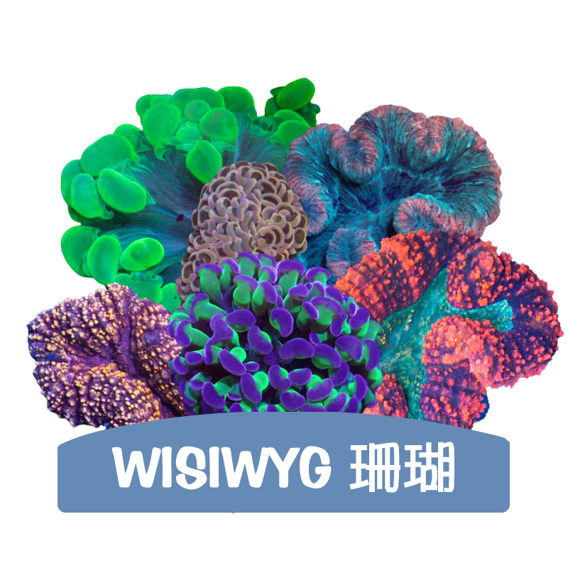 Coral Bay Aquarium 珊瑚灣水族 | 分類 - 