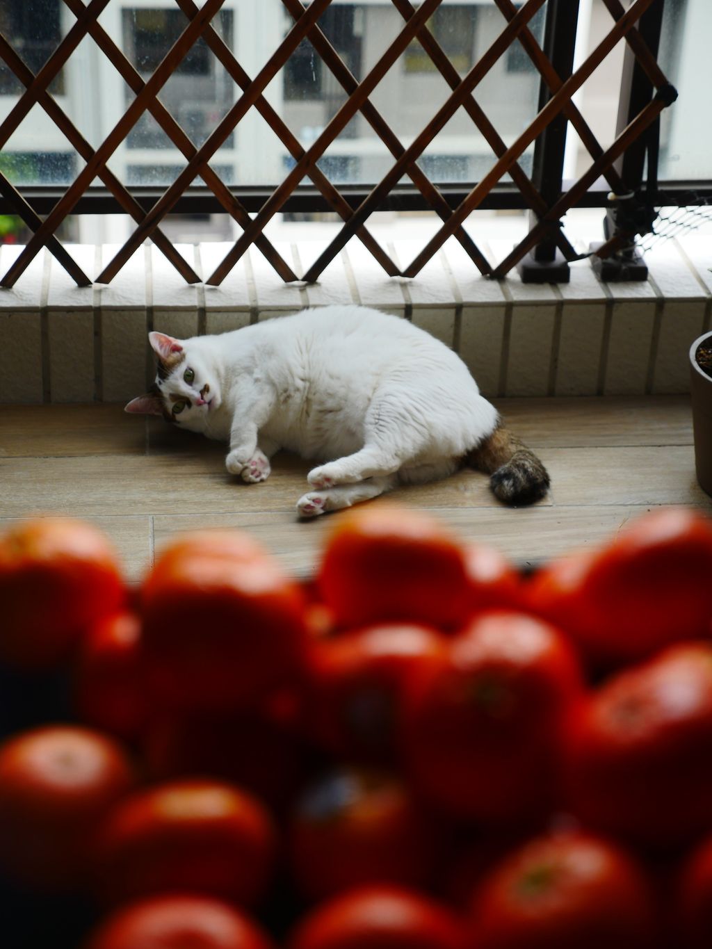 IMG_0646-1709985860565