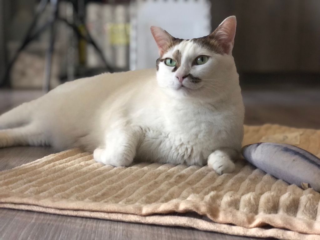 IMG_4312-1723694424608