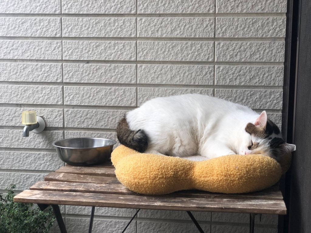 IMG_4316-1723694424647