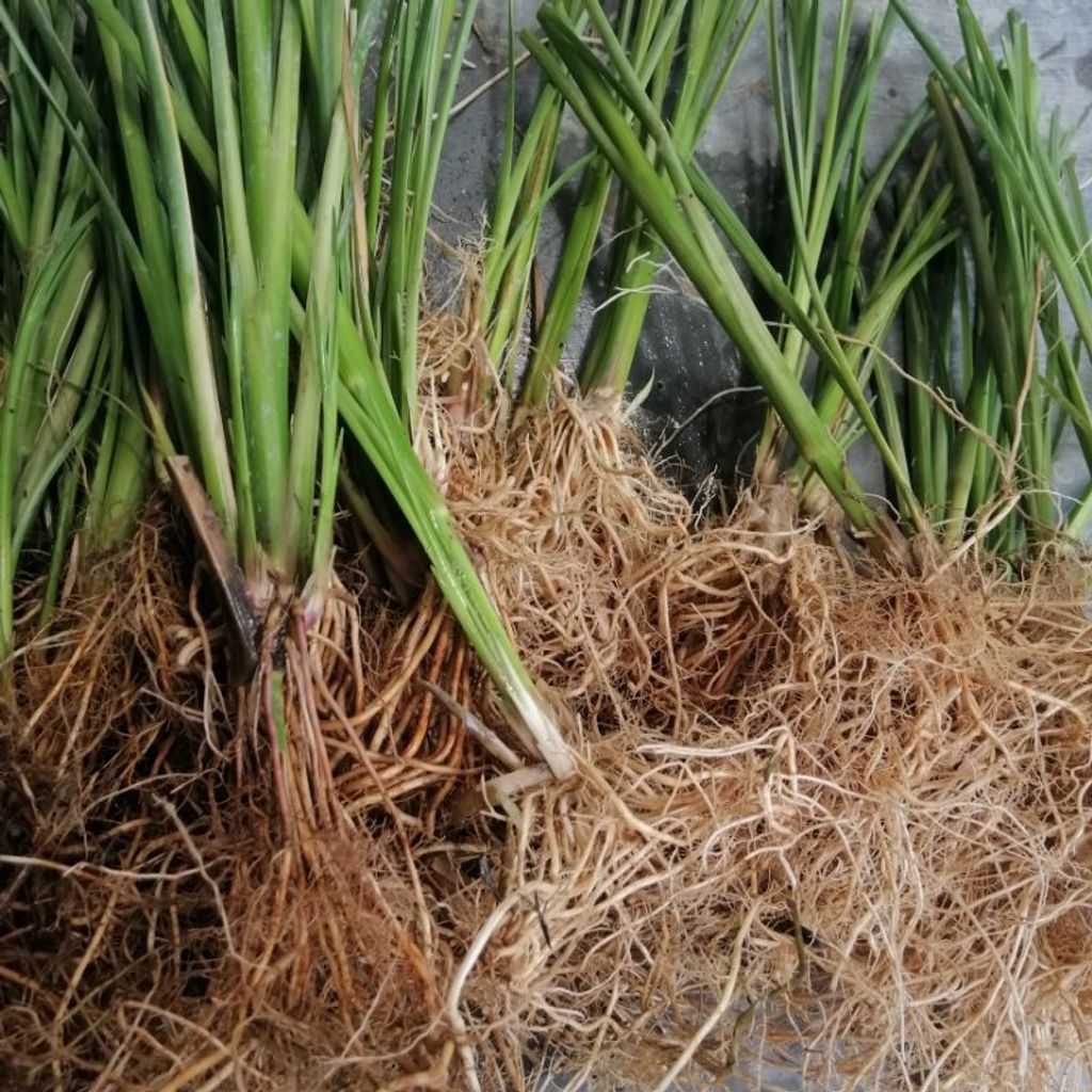 Vetiver grass Wholesale 500 batang Mypondplants MPP