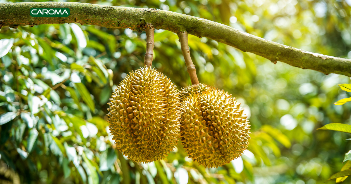 BENEFITS OF DURIAN