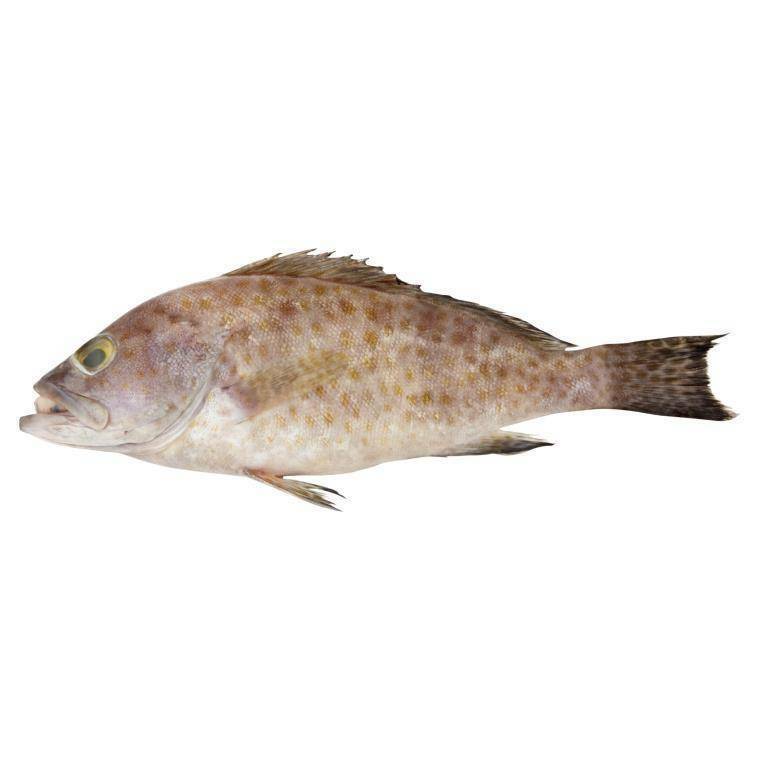 Fishes – Sinar Bumi Mesra Sdn Bhd