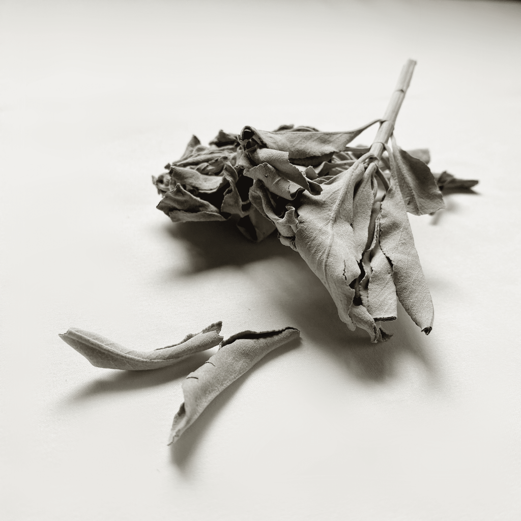 IMG_7654.png