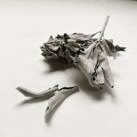 IMG_7654.png