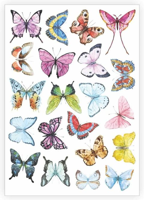 butterflies 1.jpeg