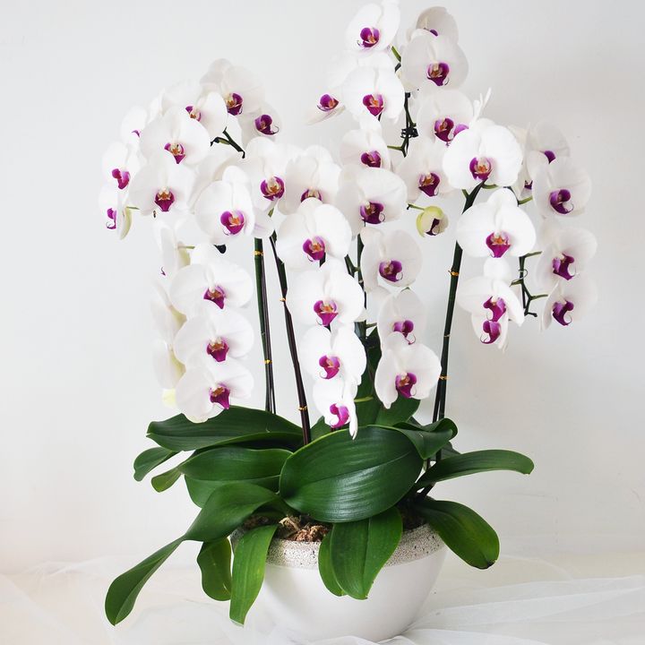 White Phalaenopsis Orchid Arrangement