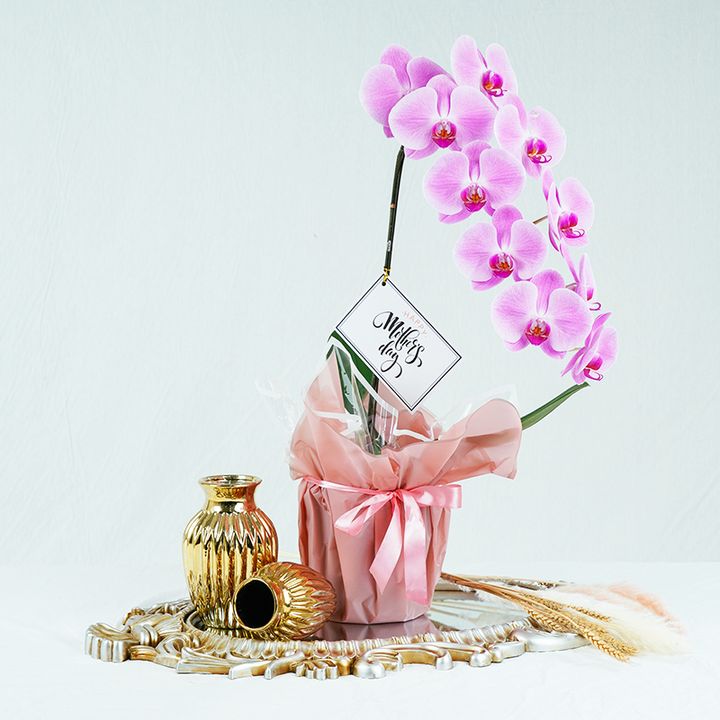 Phalaenopsis Orchids Arrangement 05