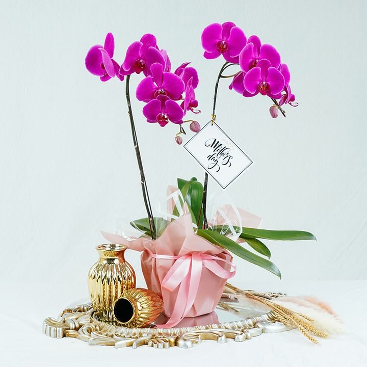 Phalaenopsis Orchids Arrangement 01