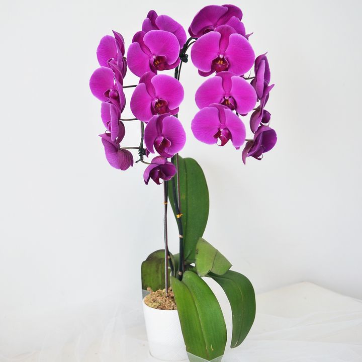 Phalaenopsis Orchids Arrangement