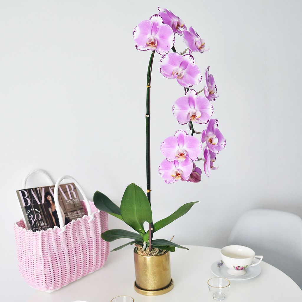 Phalaenopsis Orchids Arrangement 03