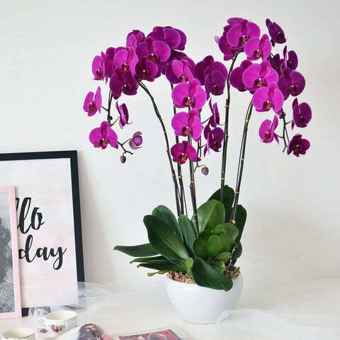 Orchid Plant 05