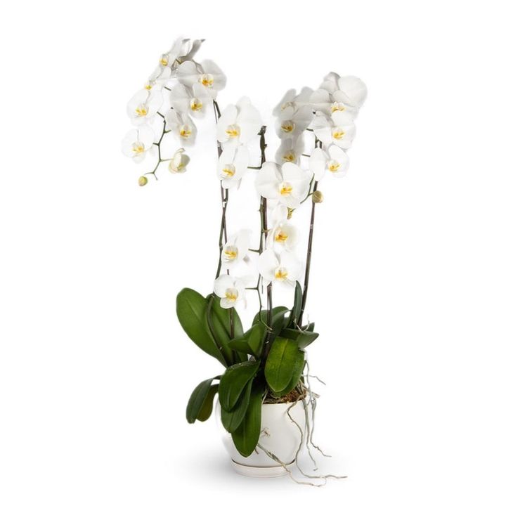 Orchid Plant 06