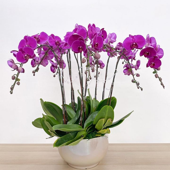 Phalaenopsis Orchid Arrangement (10 Stems)