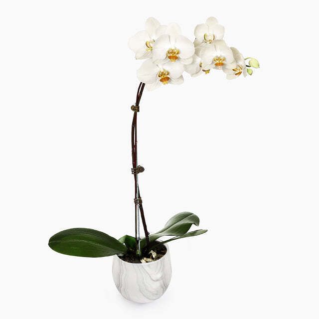 Phalaenopsis Orchid Arrangement (White)