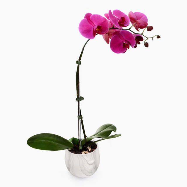 Phalaenopsis Orchid Arrangement