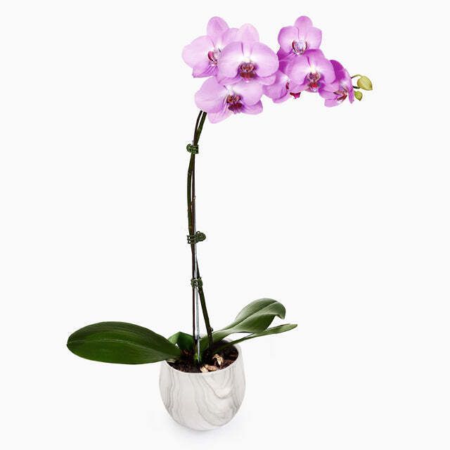 Phalaenopsis Orchid Arrangement (Pink)