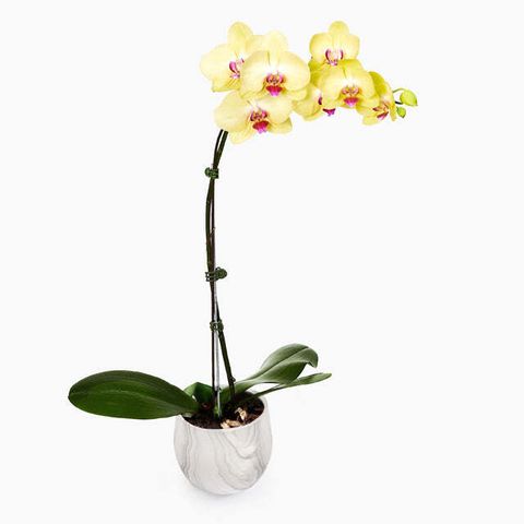 Phalaenopsis Orchid Arrangement (Yellow)