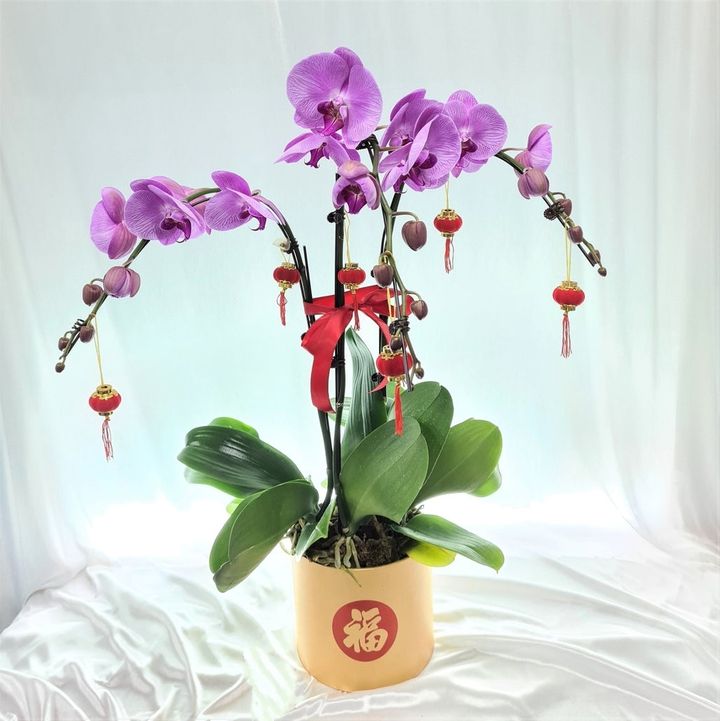 Phalaenopsis Orchid Plant 28