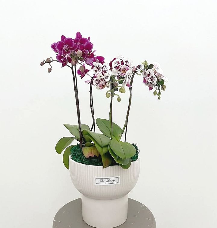 Mini Phalaenopsis Orchid Arrangement