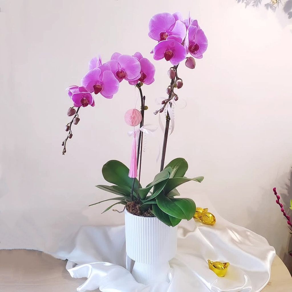 Phalaenopsis Orchid Arrangement 07