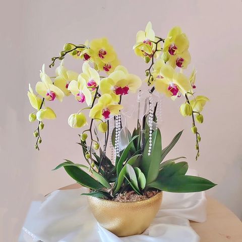 Yellow Phalaenopsis Orchid Arrangement 08