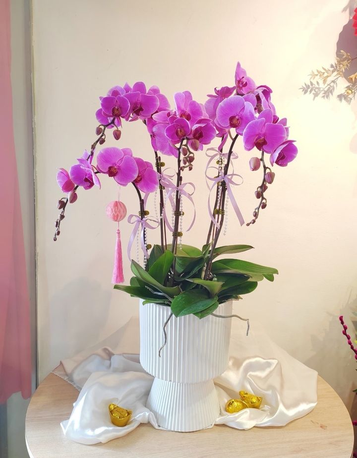 Phalaenopsis Orchid Arrangement 02